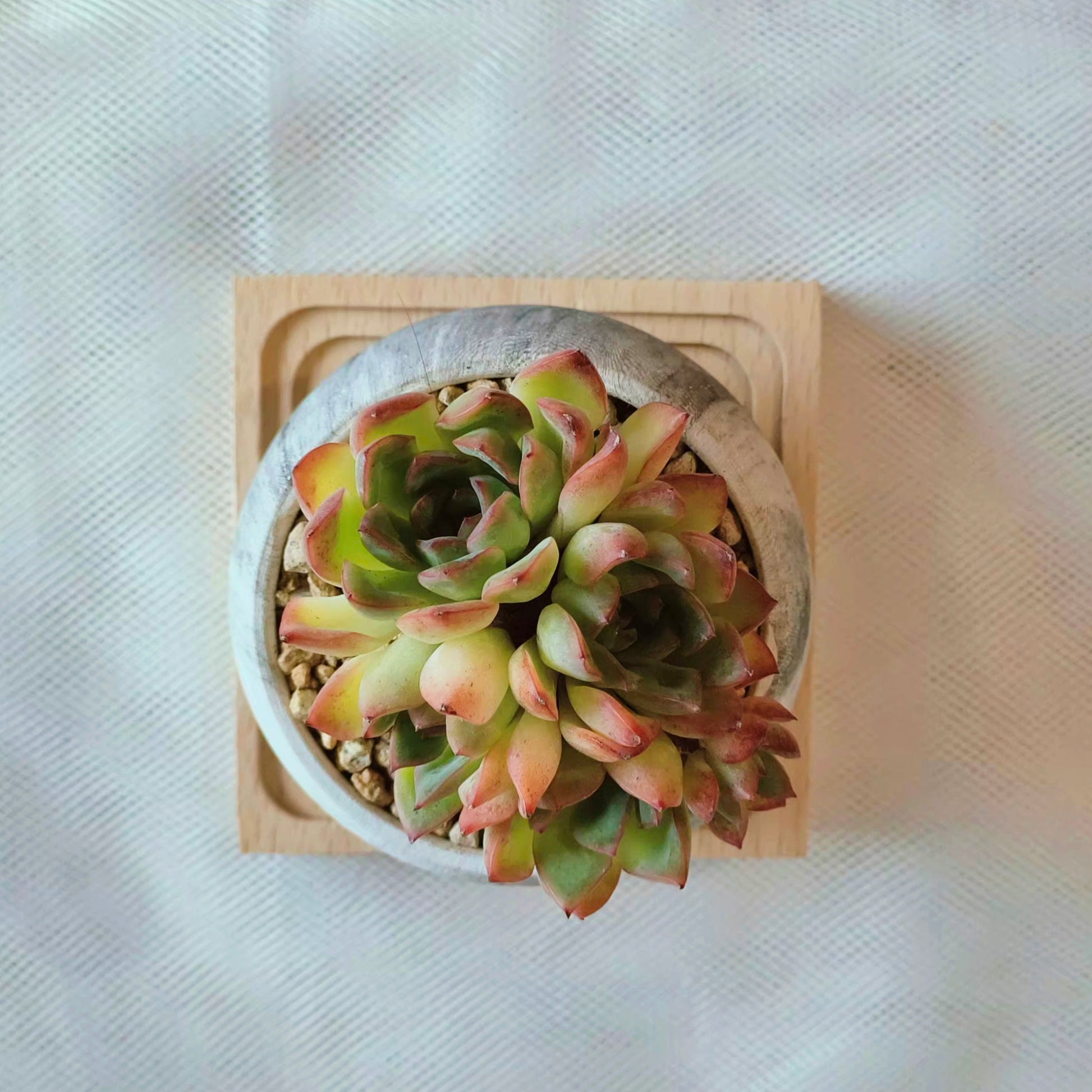 Succulent Elegant Round Dark Grey – Echevaria hybrid - SlowBloomGreens