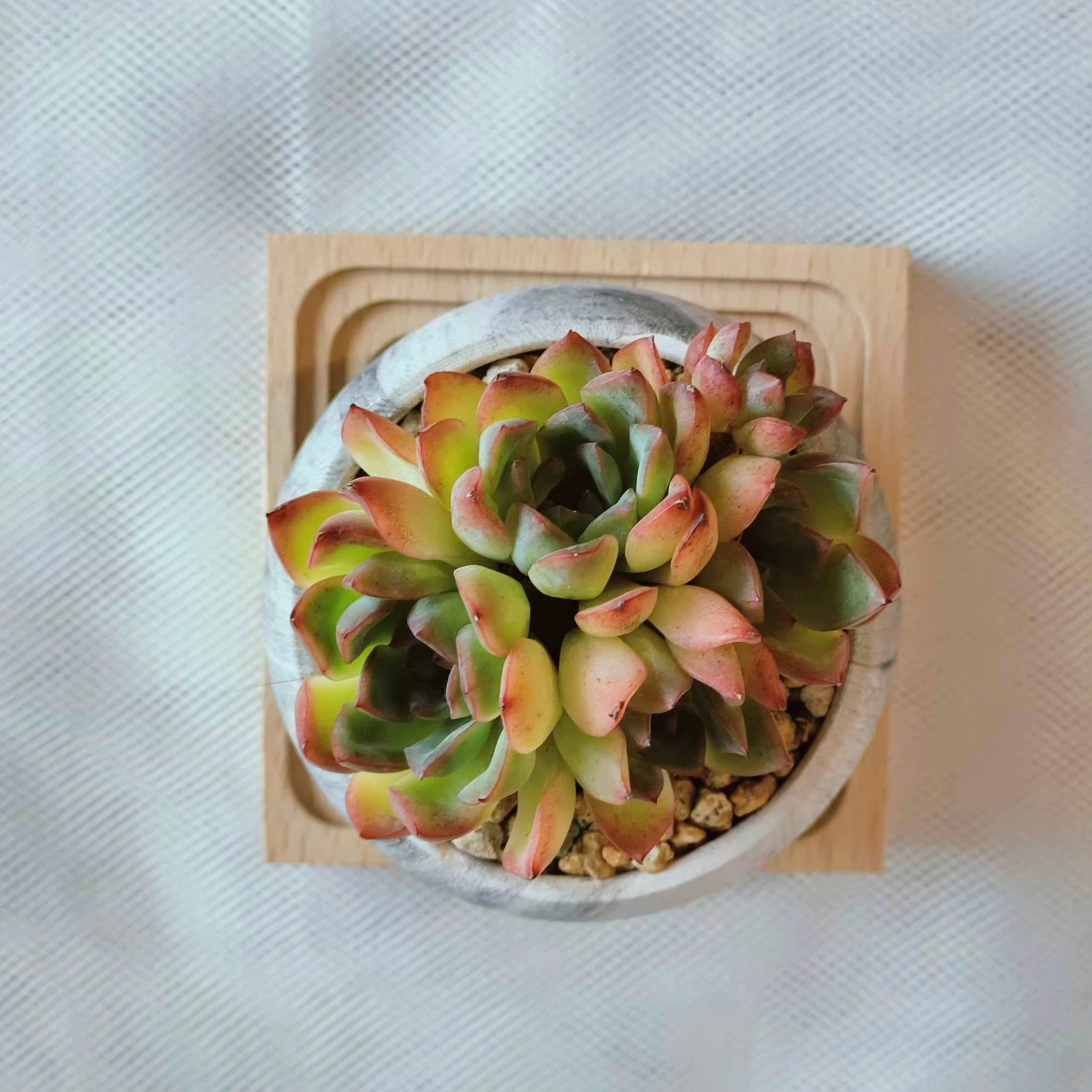 Succulent Elegant Round Dark Grey – Echevaria hybrid - SlowBloomGreens