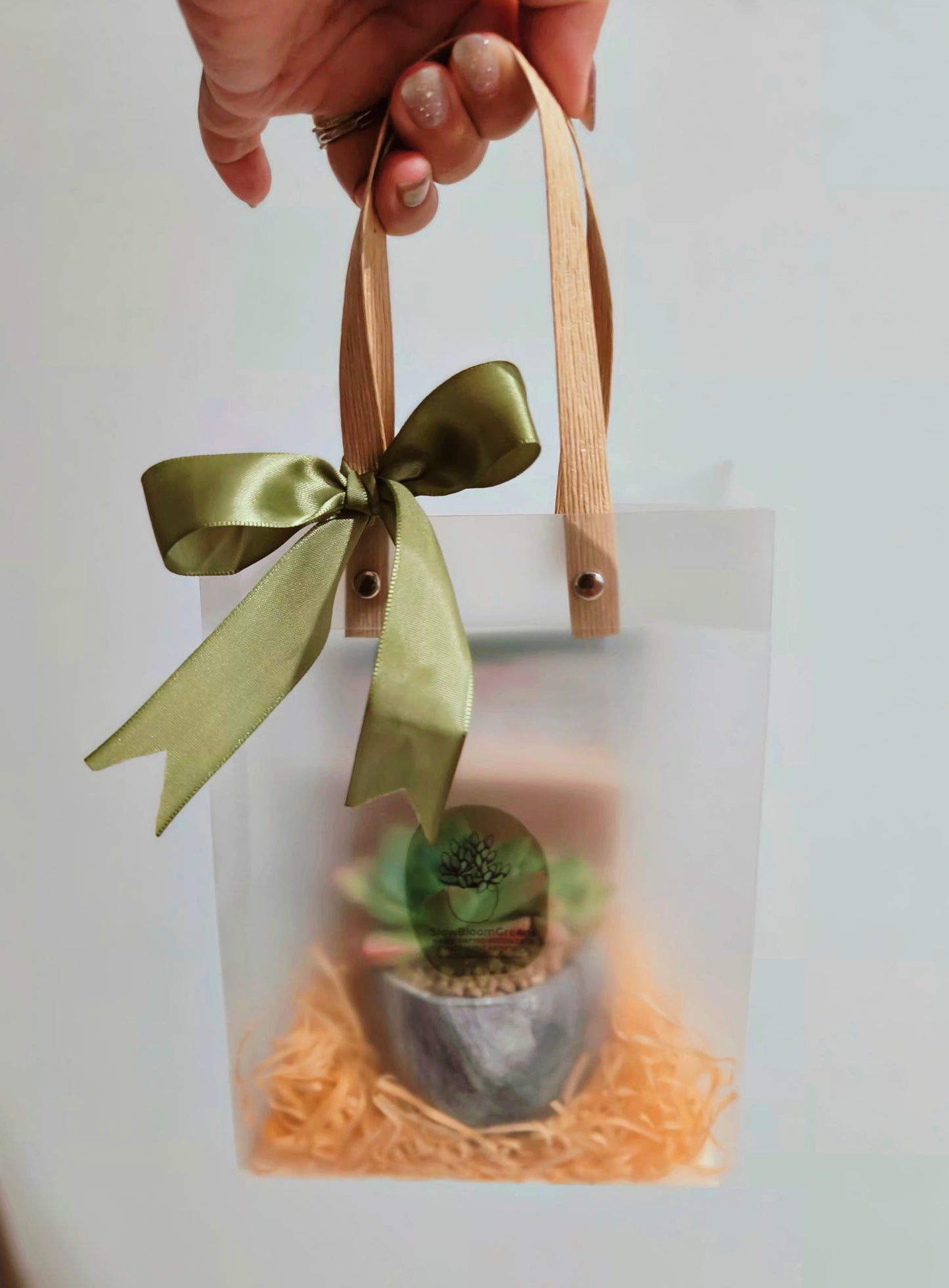 Succulent Harmony Grey - Echeveria Elegans - SlowBloomGreens