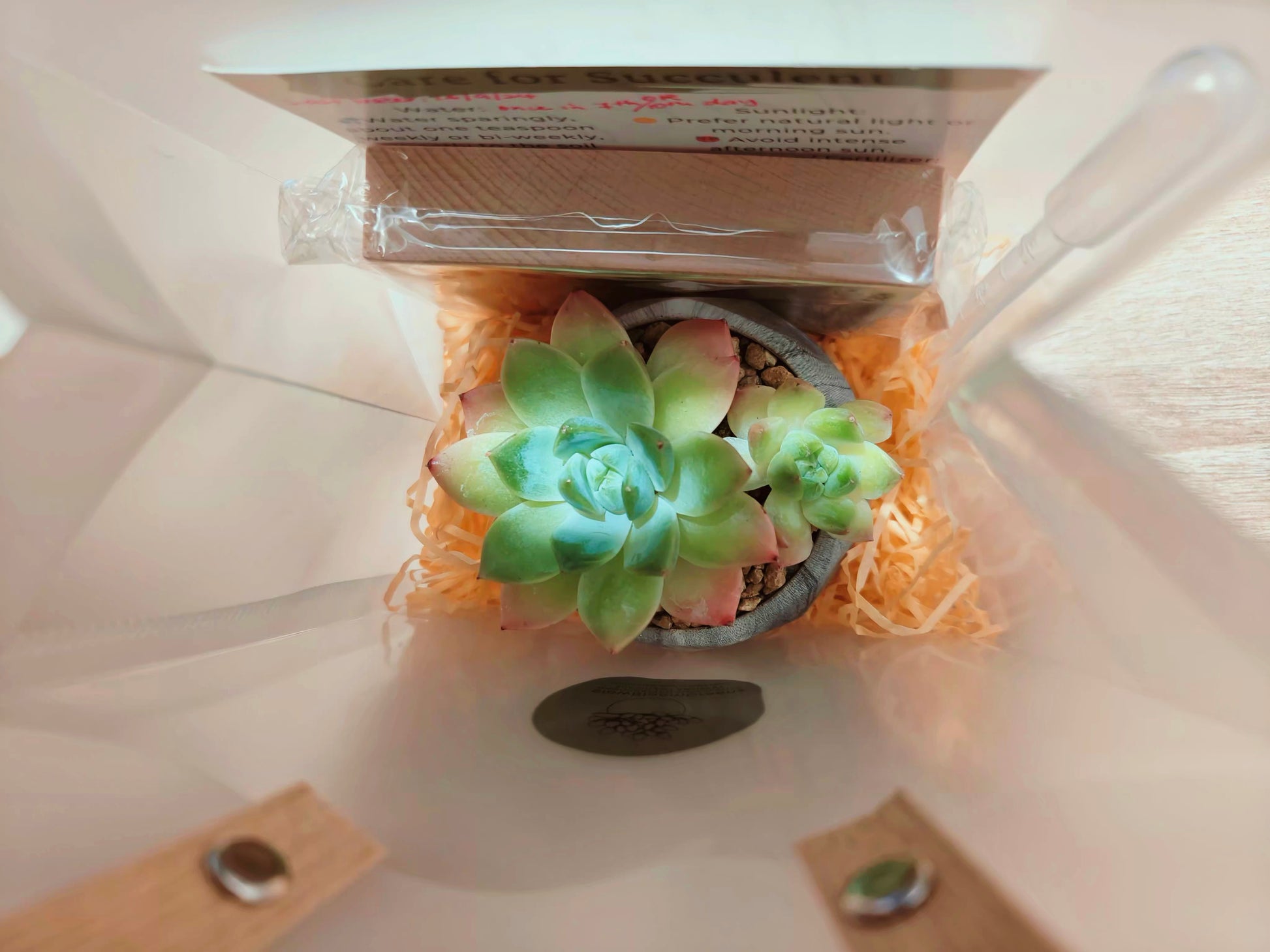 Succulent Harmony Grey - Echeveria Elegans - SlowBloomGreens