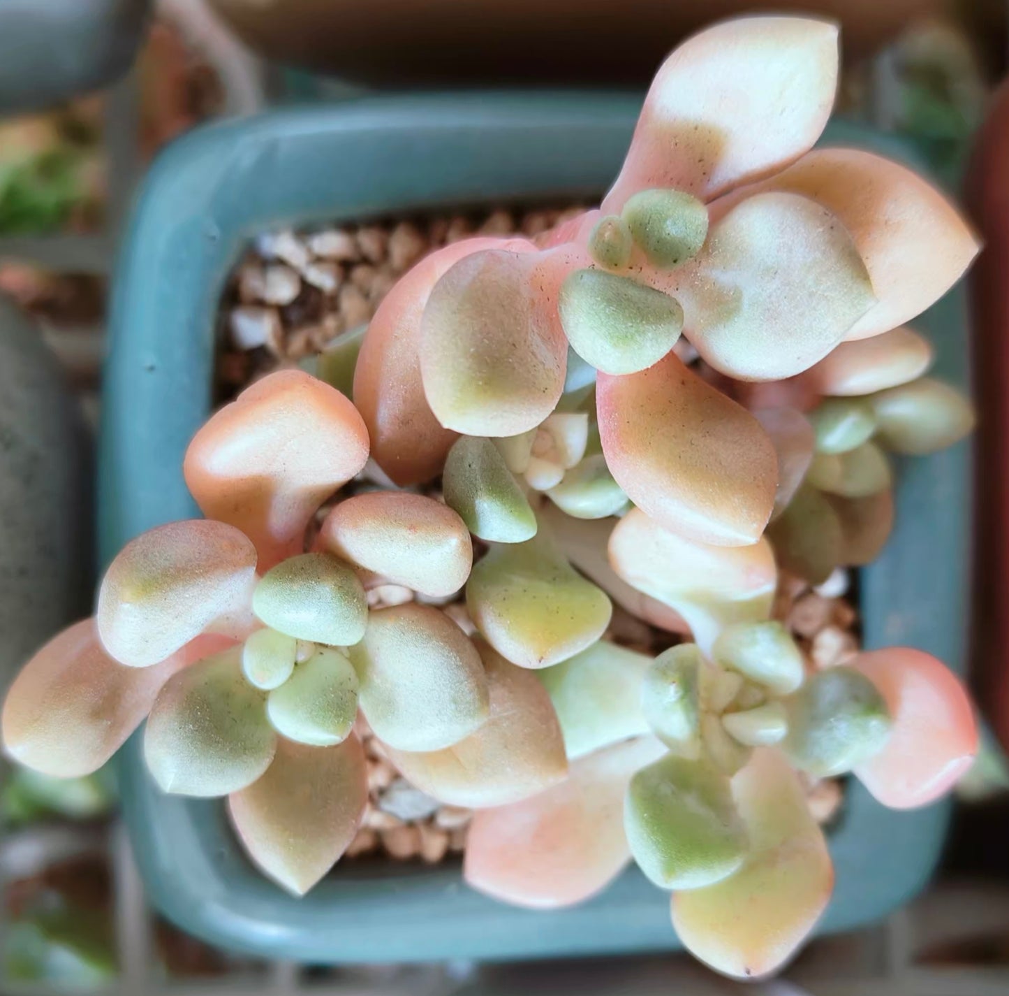 Succulent Serene Square Turquoise – Graptopetalum Mendoza