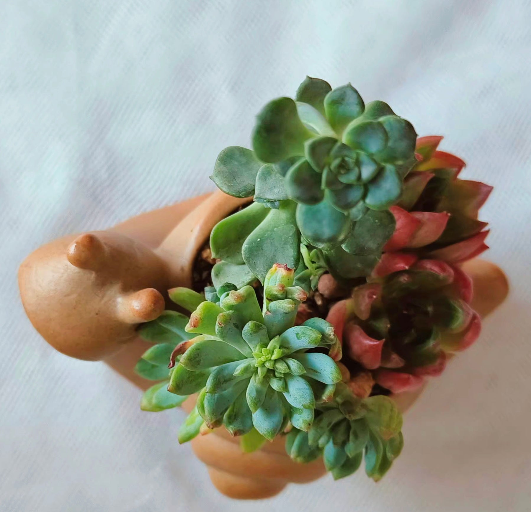 Succulent Snail Pot – Echeveria - SlowBloomGreens