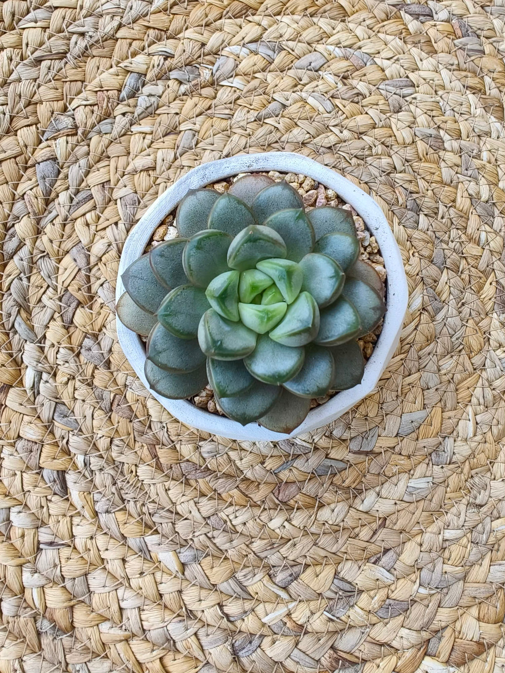 Succulent Sakura Blue - Sedum Lucidum - SlowBloomGreens
