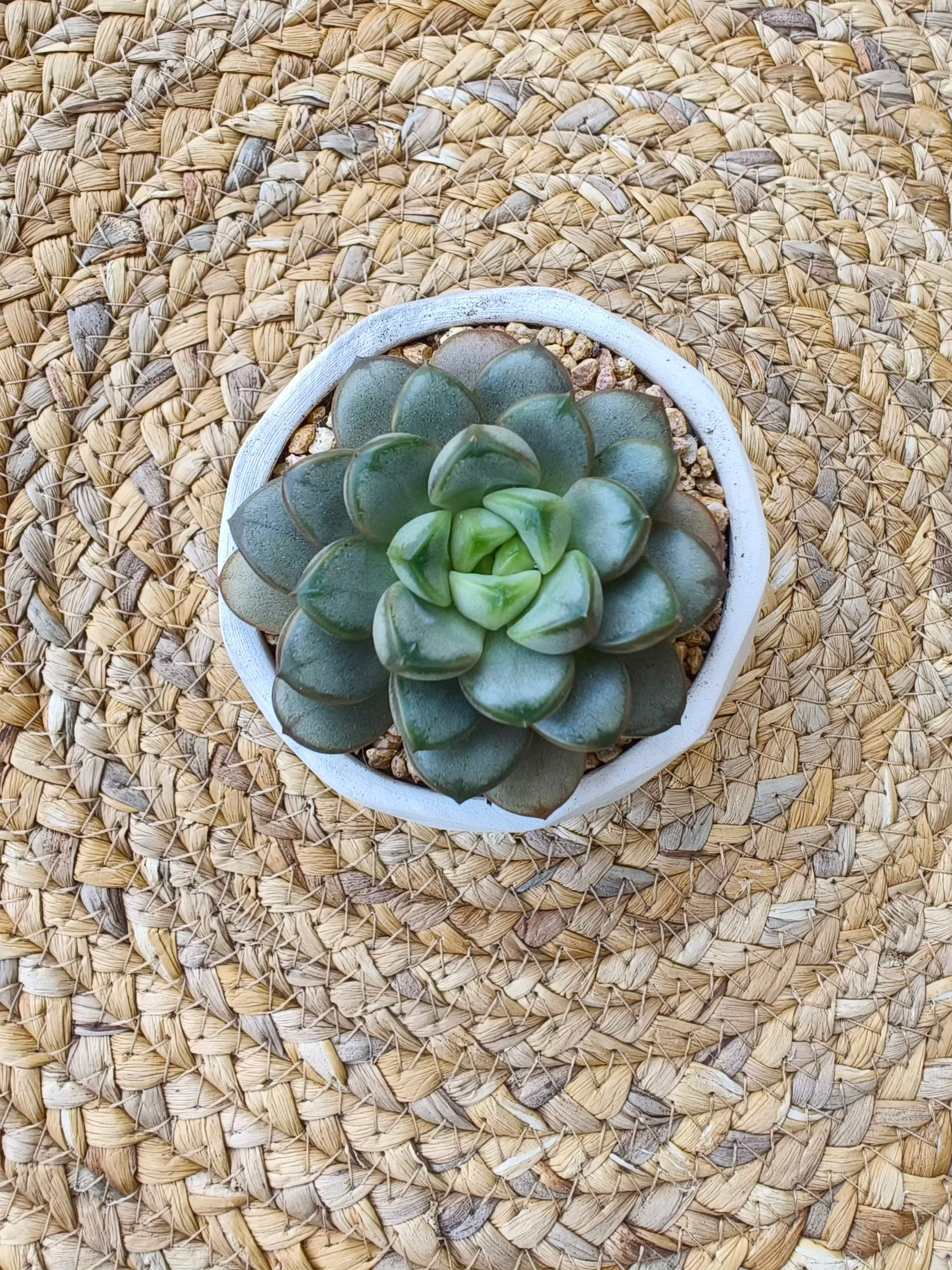 Succulent Sakura Blue - Sedum Lucidum - SlowBloomGreens