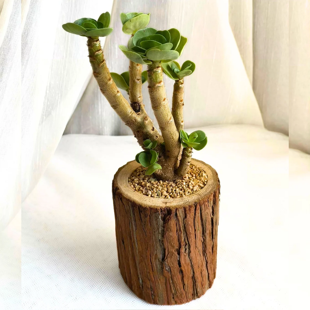 Succulent Natural Wood ihi - Iris