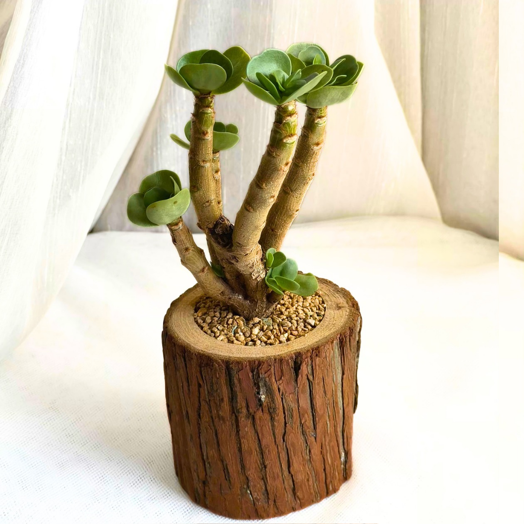 Succulent Natural Wood ihi - Iris