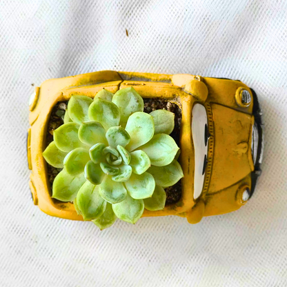Succulent Car Yellow Sunny