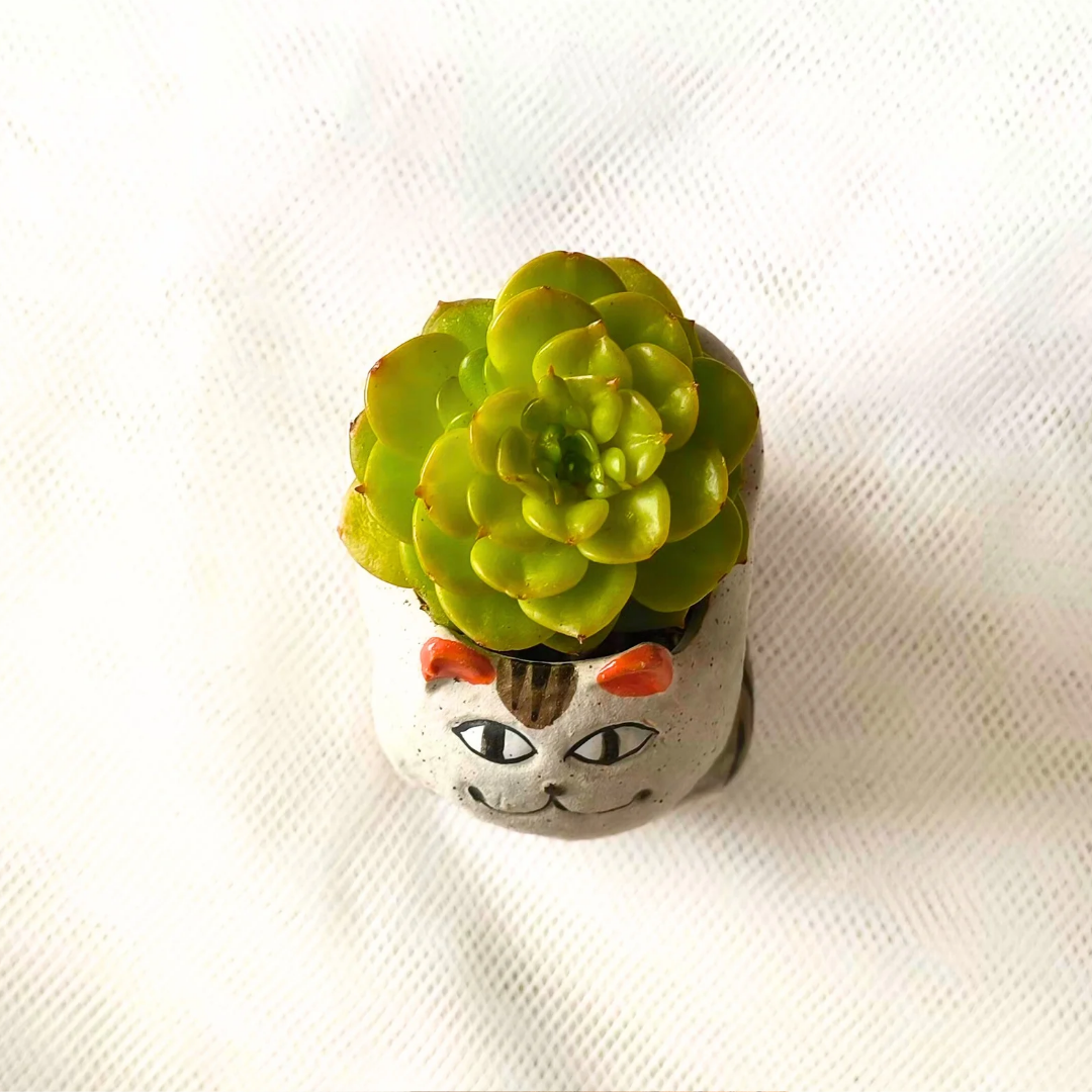 Succulent Cat Planter, Felix