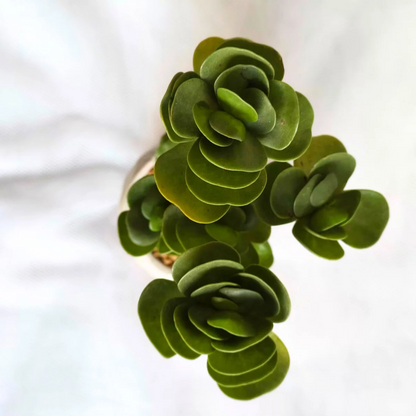 Succulent Classic Marble Earth Green Olive