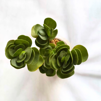 Succulent Classic Marble Earth Green Olive