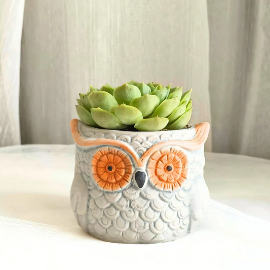 Succulent Owl Oriole
