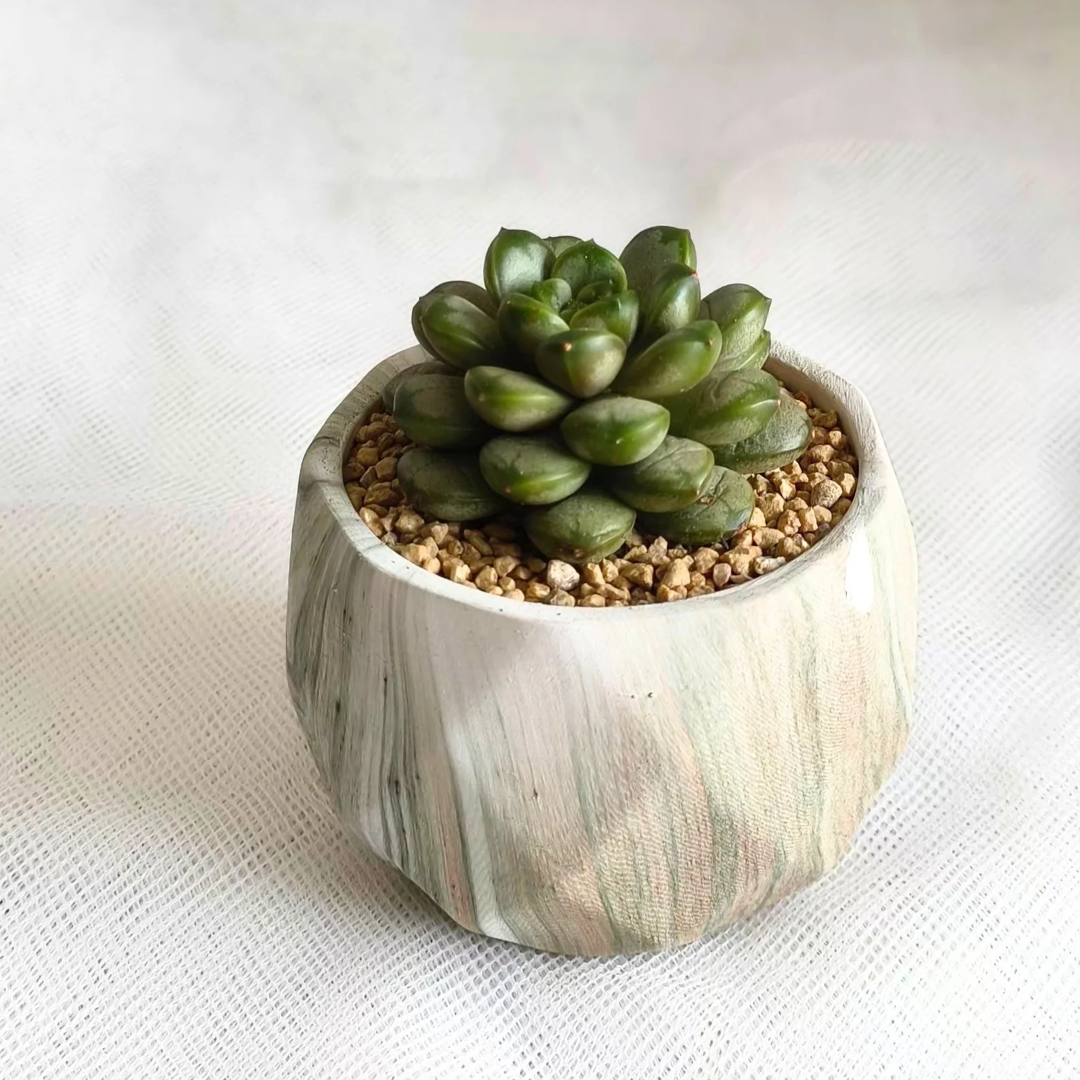 Succulent Classic Marble Earth Green Sage