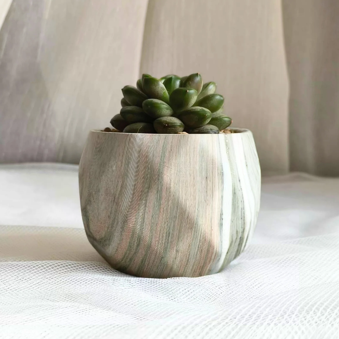 Succulent Classic Marble Earth Green Sage