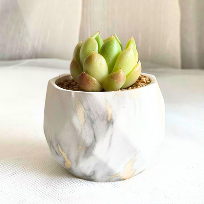 Succulent Classic Marble Gold Willow