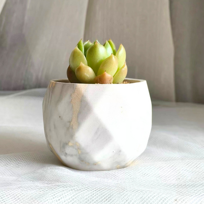 Succulent Classic Marble Gold Willow