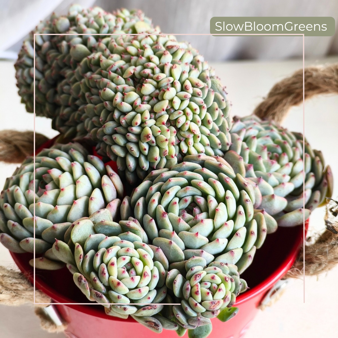 Crested Echeveria Minima – Rare Form