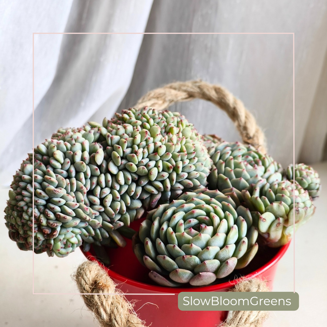 Crested Echeveria Minima – Rare Form