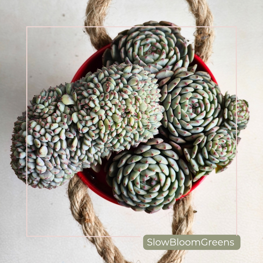 Crested Echeveria Minima – Rare Form