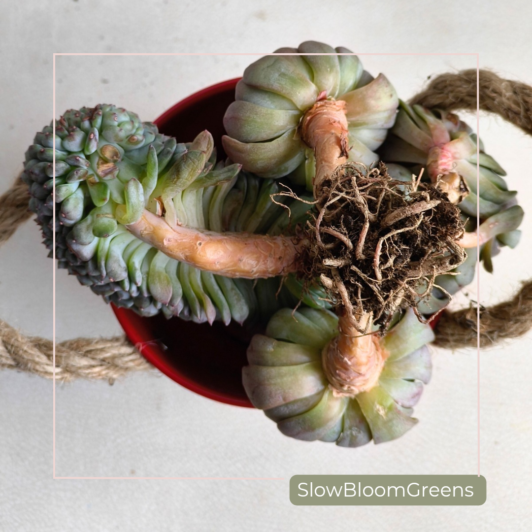 Crested Echeveria Minima – Rare Form