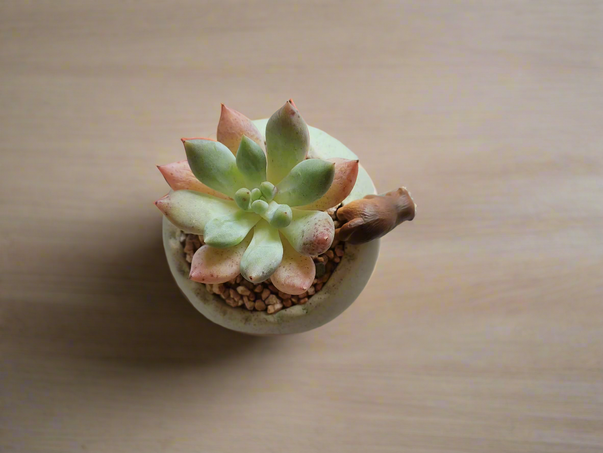 Succulent Egg Planter Green - Pachyphytum Starburst