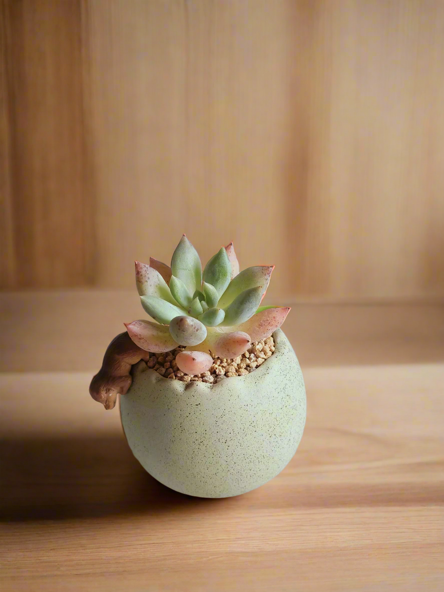 Succulent Egg Planter Green - Pachyphytum Starburst