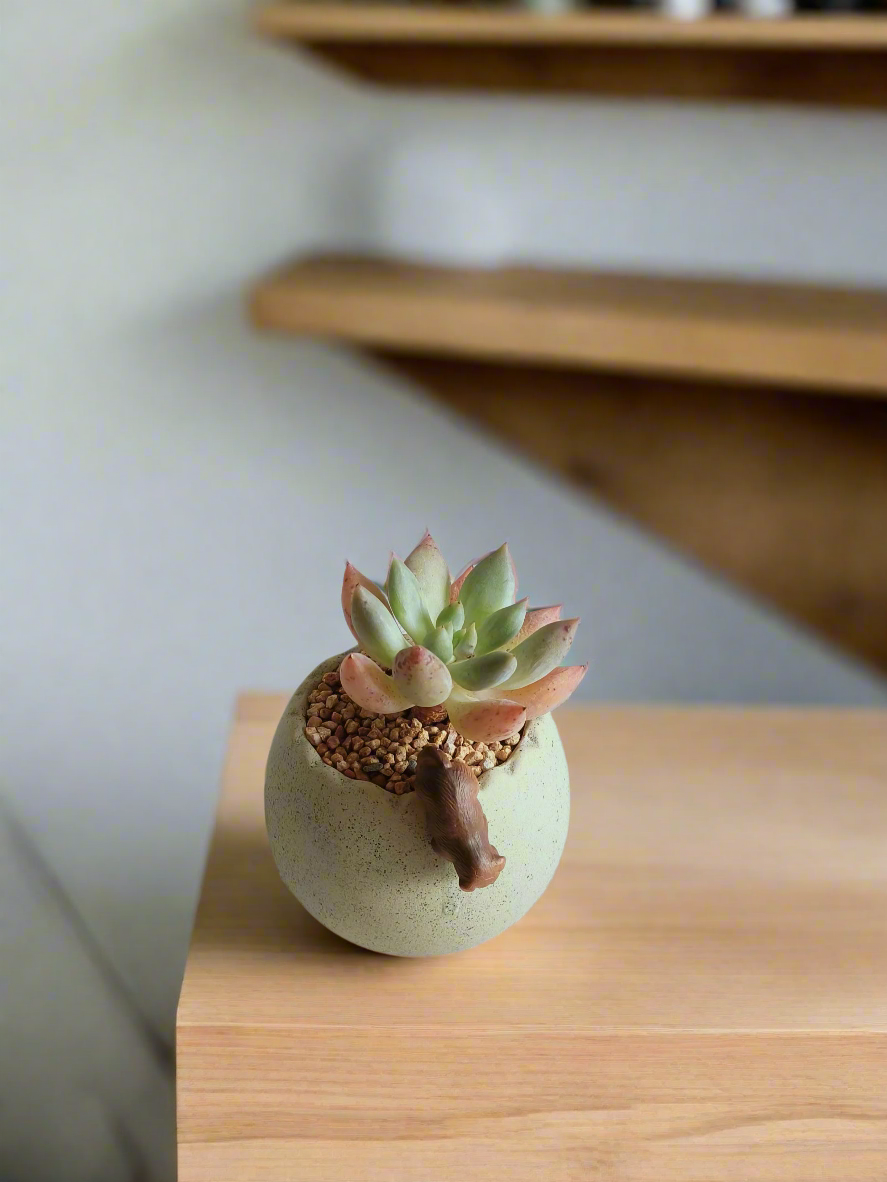 Succulent Egg Planter Green - Pachyphytum Starburst