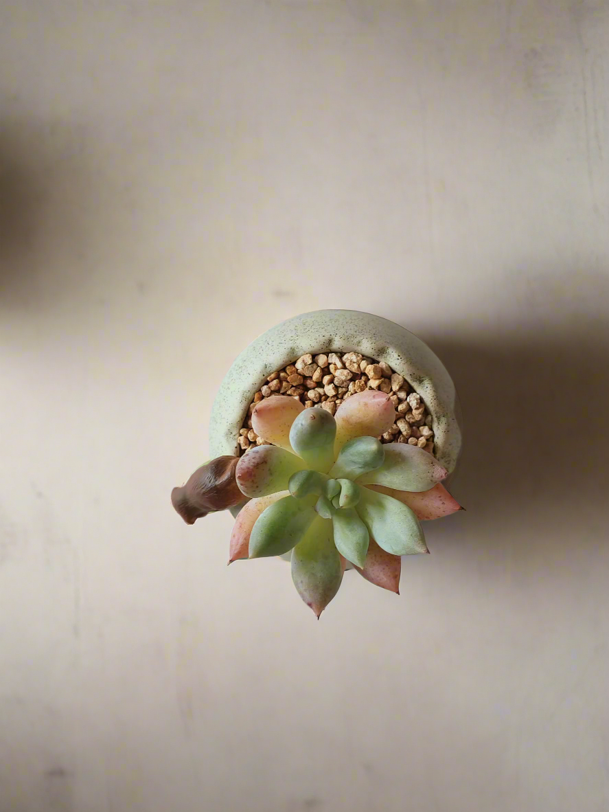 Succulent Egg Planter Green - Pachyphytum Starburst