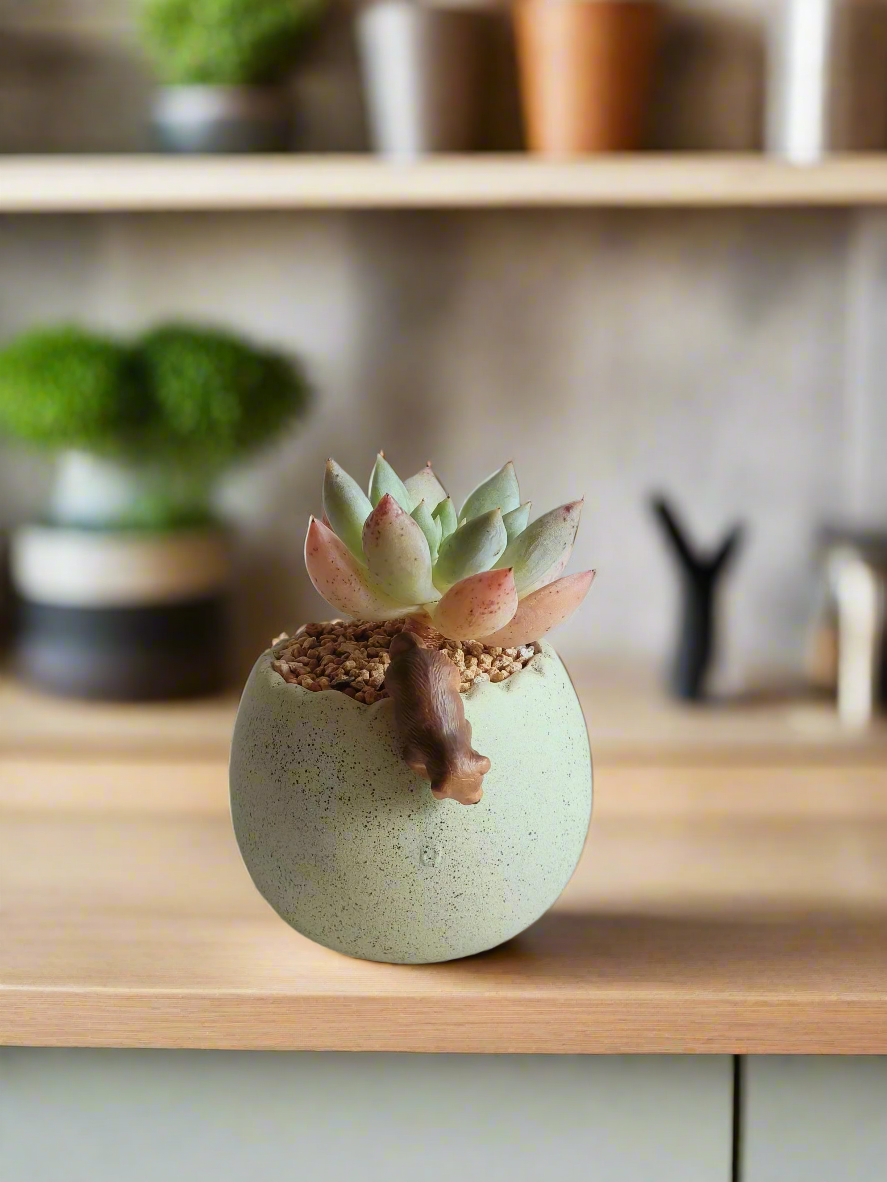 Succulent Egg Planter Green - Pachyphytum Starburst