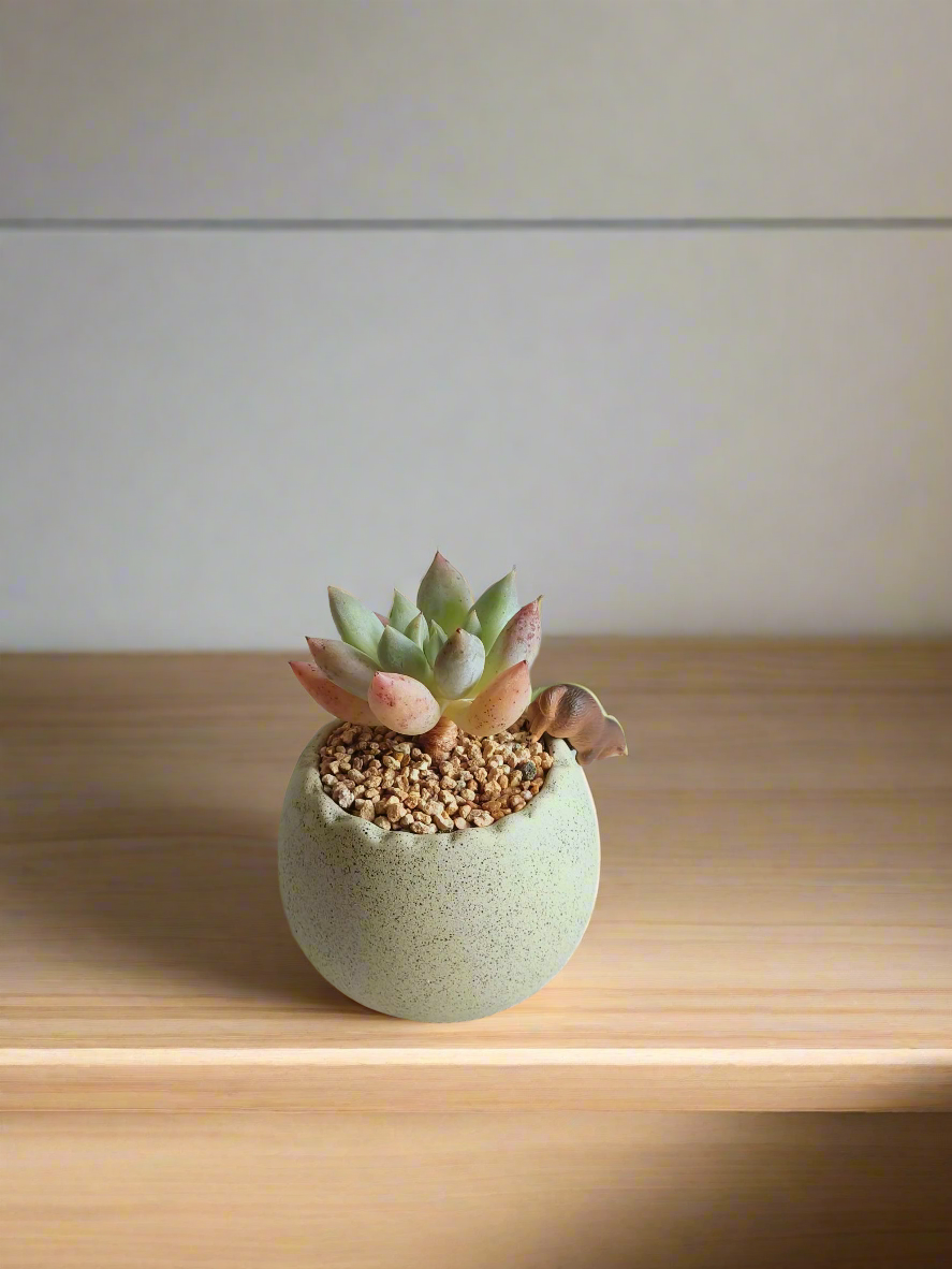 Succulent Egg Planter Green - Pachyphytum Starburst