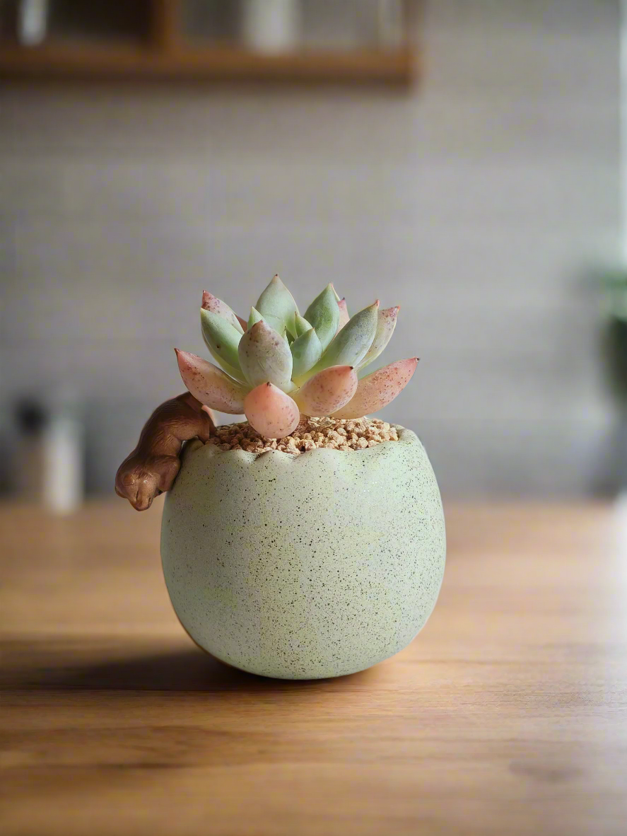 Succulent Egg Planter Green - Pachyphytum Starburst