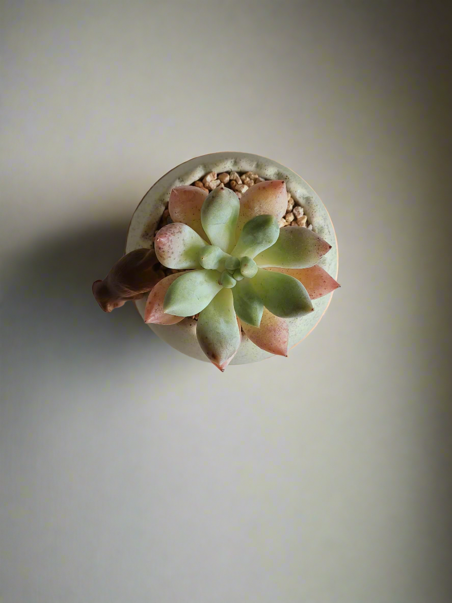 Succulent Egg Planter Green - Pachyphytum Starburst