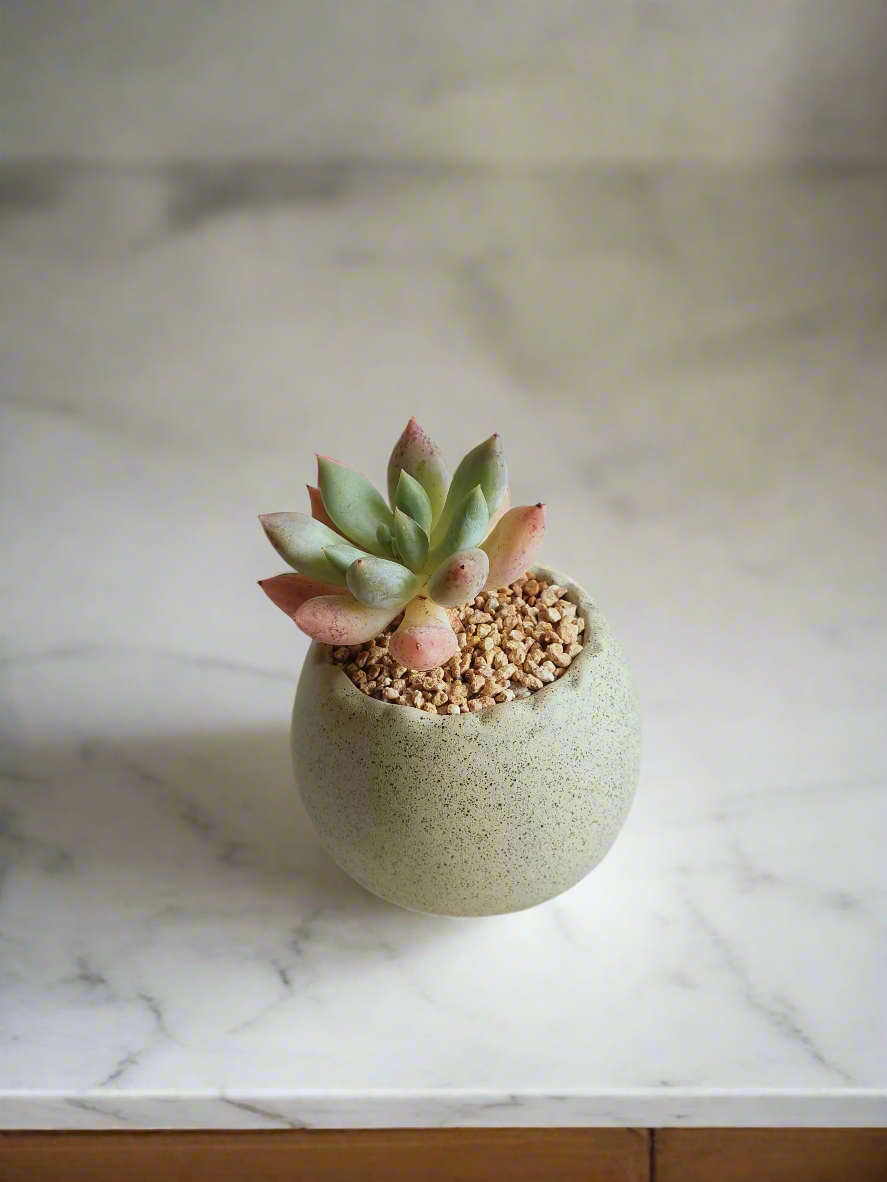 Succulent Egg Planter Green - Pachyphytum Starburst