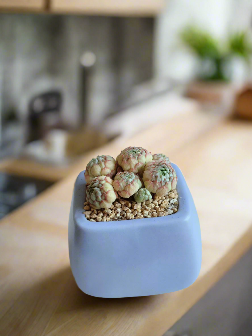 Echeveria Ball of Fat enhancing a cozy indoor space