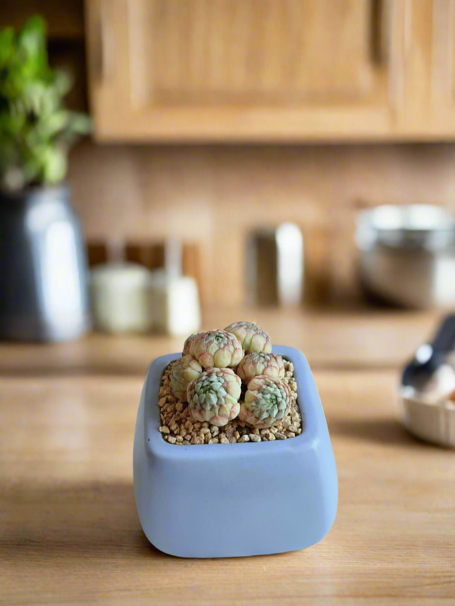 Unique Echeveria Ball of Fat in a serene square planter