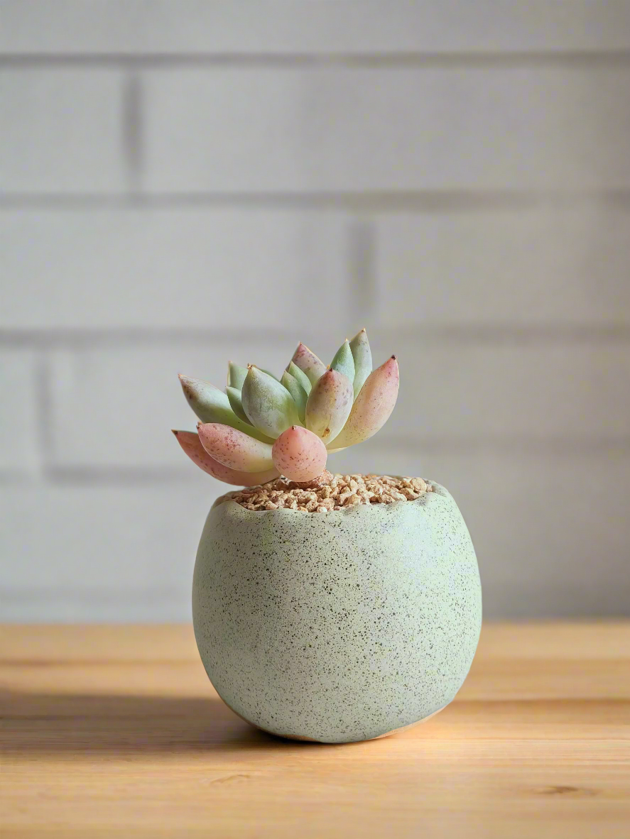 Succulent Egg Planter Green - Pachyphytum Starburst