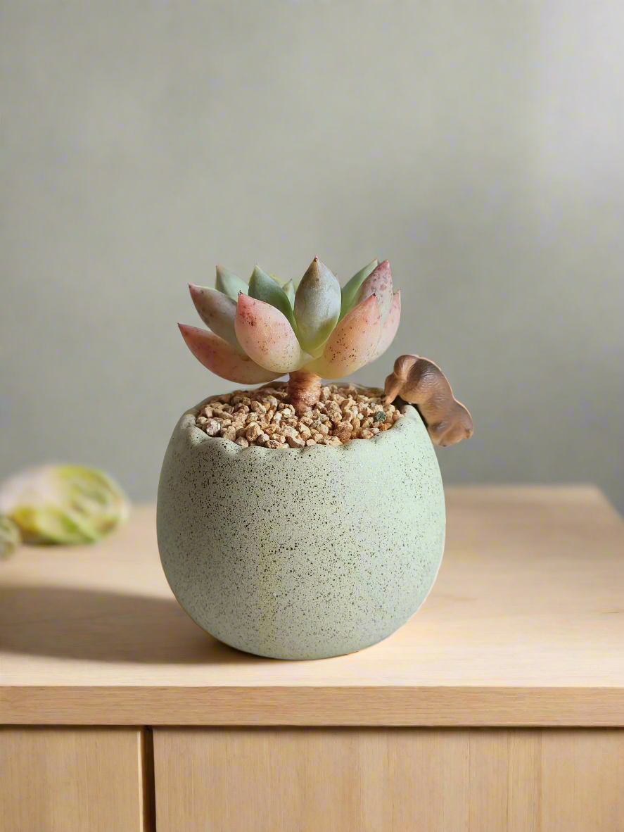 Succulent Egg Planter Green - Pachyphytum Starburst