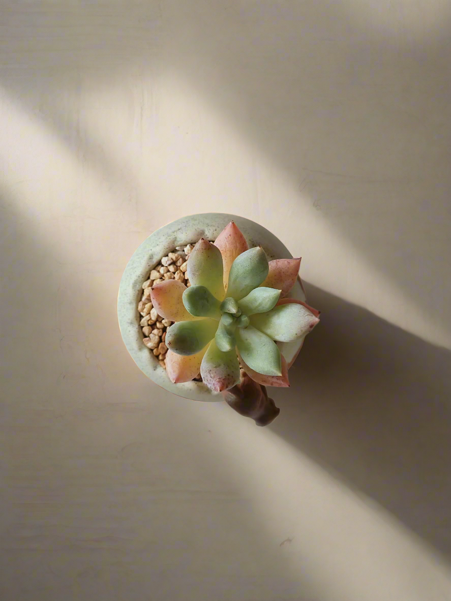 Succulent Egg Planter Green - Pachyphytum Starburst