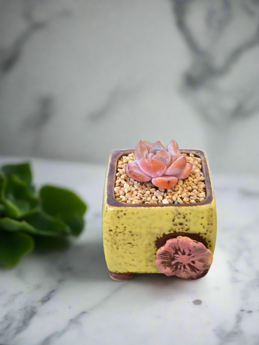 Succulent Ceramic Flower Square Yellow Planter – Echeveria 'Cosette'