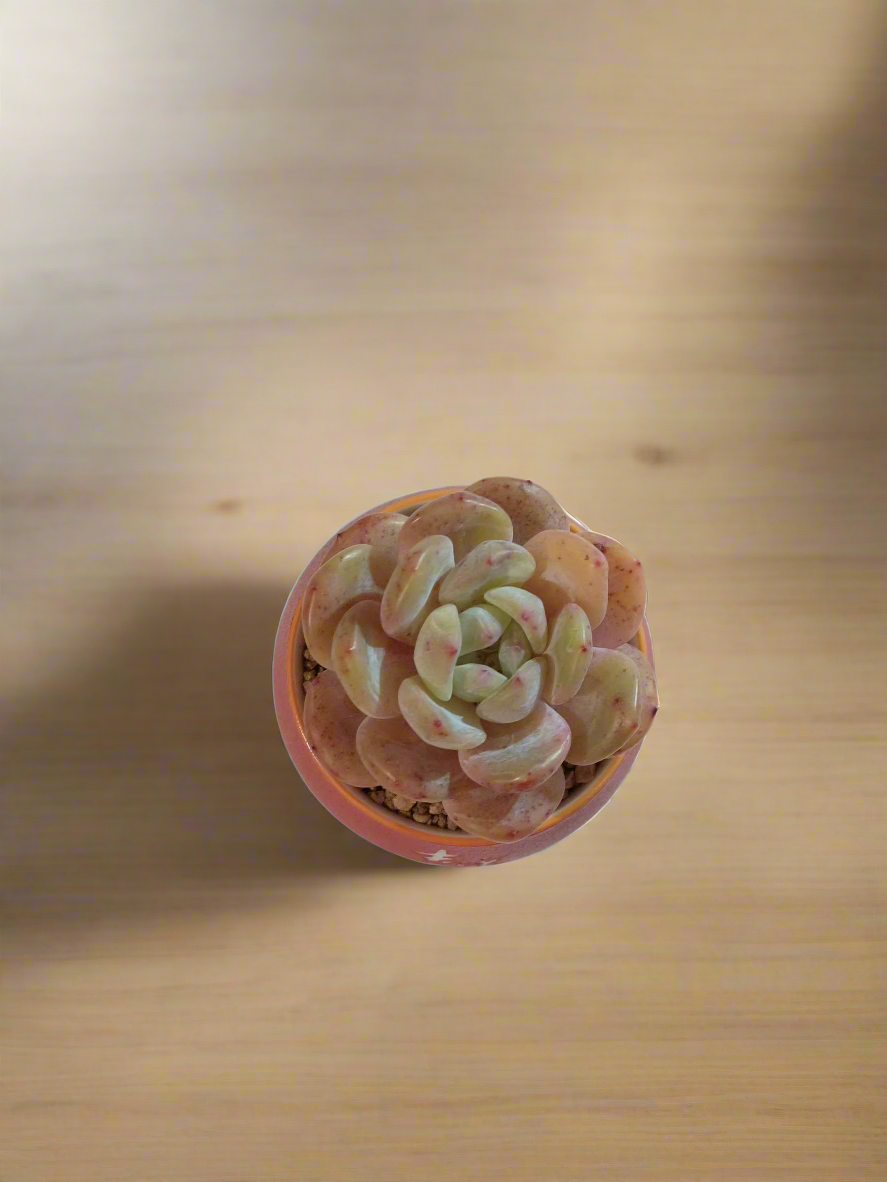 Succulent Auspicious Grace Pot - Echeveria Mont Blanc