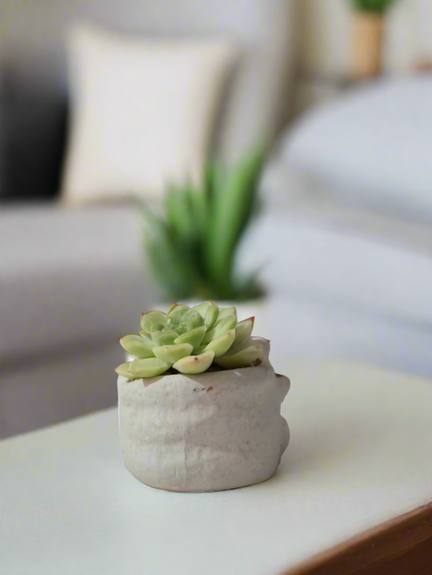 Succulent Cat Pot featuring vibrant Echeveria 'Lime & Chilli'