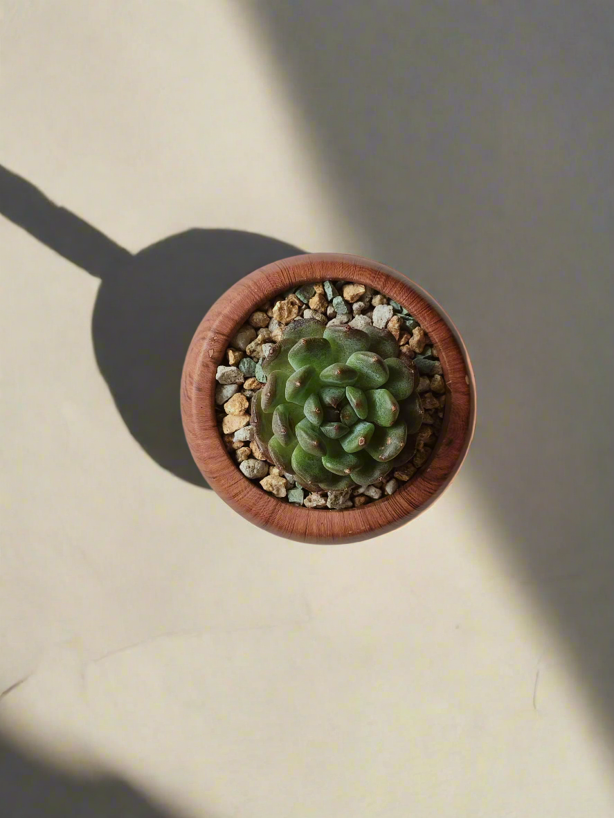 Inviting home setting featuring the Succulent Mini Round Woodgrain Pot.