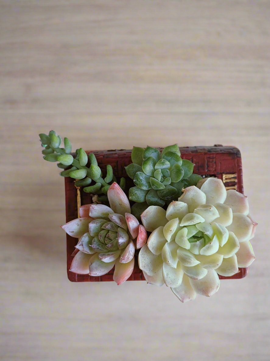 Succulent Book Nook – Assorted Succulents