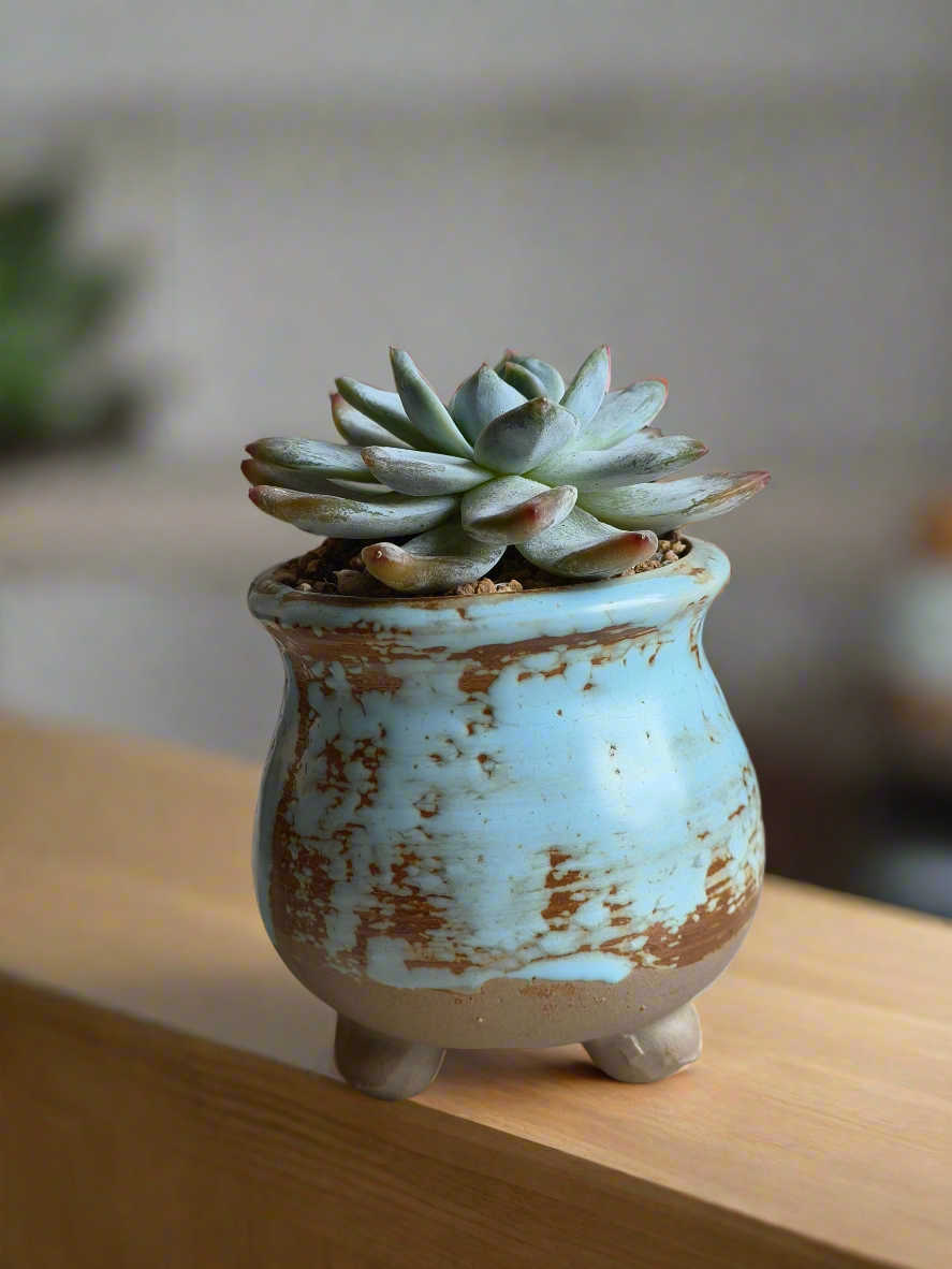 Succulent Rustic Serenity Pot – Echeveria 'Blue Bird'