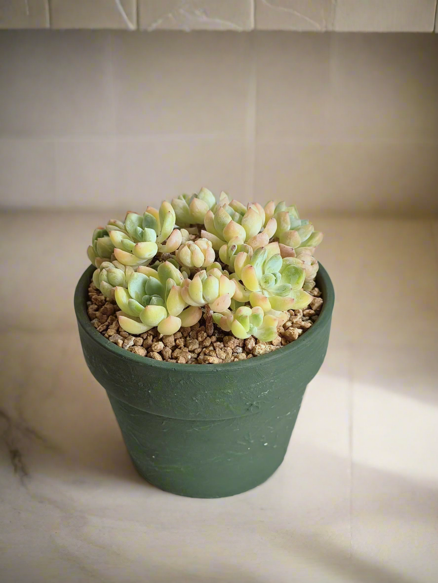 Succulent Rustica Ceramic – Tiscalatengo Gorge Sedum