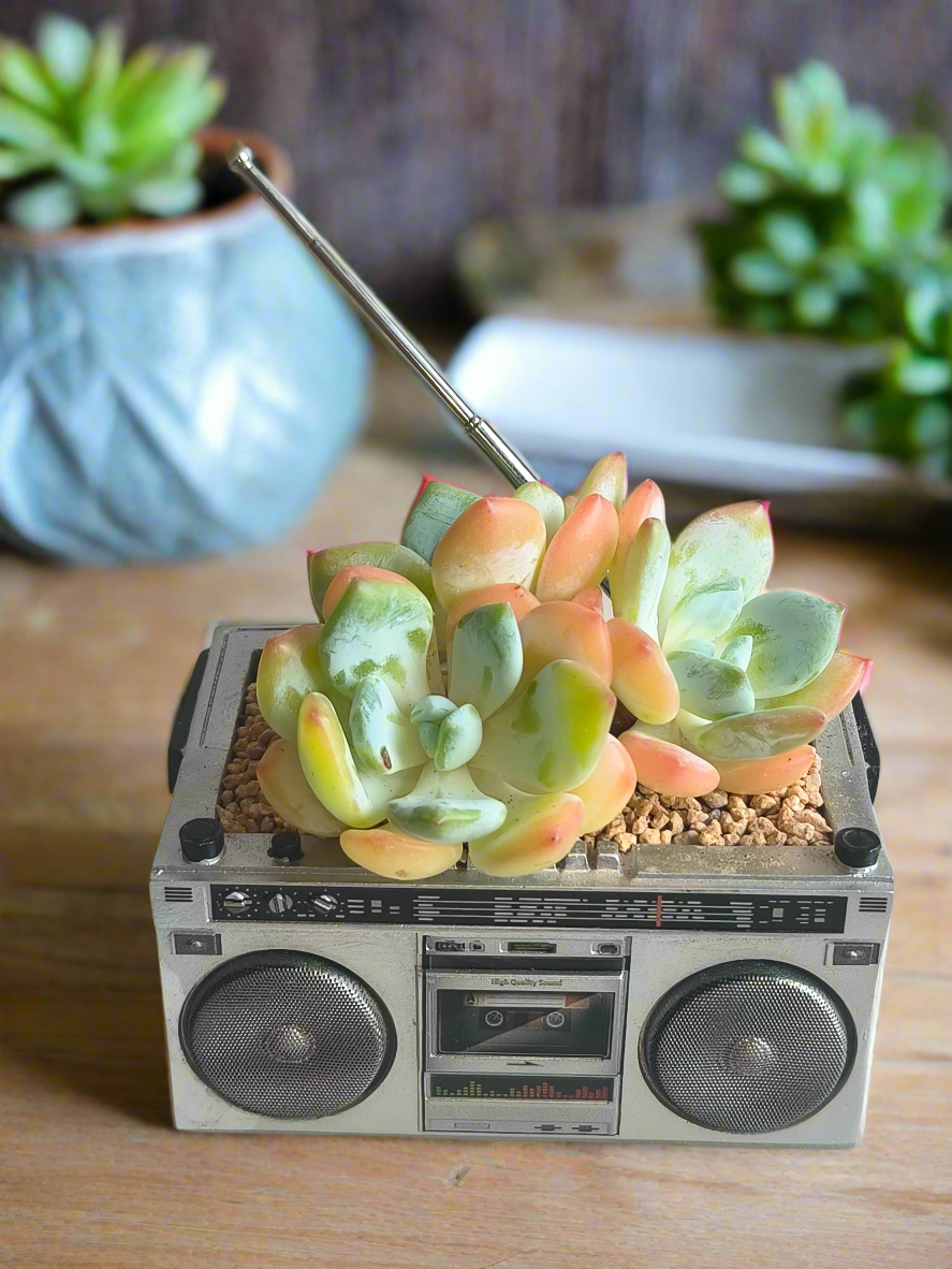 Succulent Retro Boombox – Echeveria Hybrid