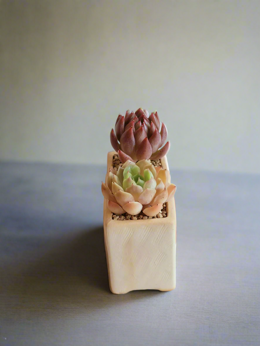 Succulent Heart Duo: The Perfect Gift of Love and Growth - Echeveria Agavoides & Elegans - SlowBloomGreens