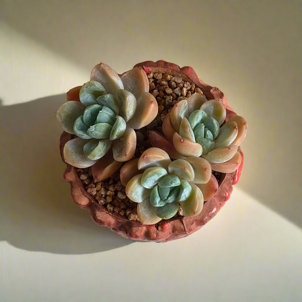 Succulent Rustica Ceramic Red – Echeveria hybrid - SlowBloomGreens