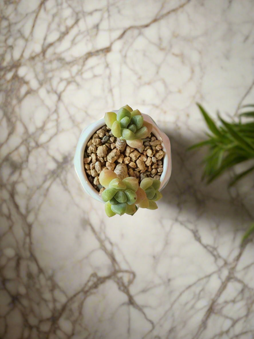 Succulent Petite Bliss Pink - - SlowBloomGreens