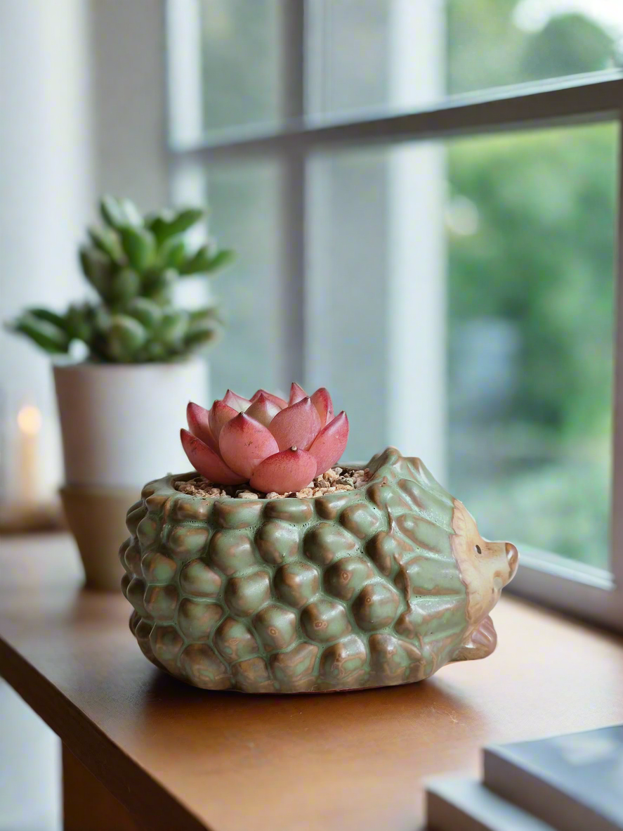 Delightful arrangement of Echeveria Agavoides 'Romeo' in hedgehog pot