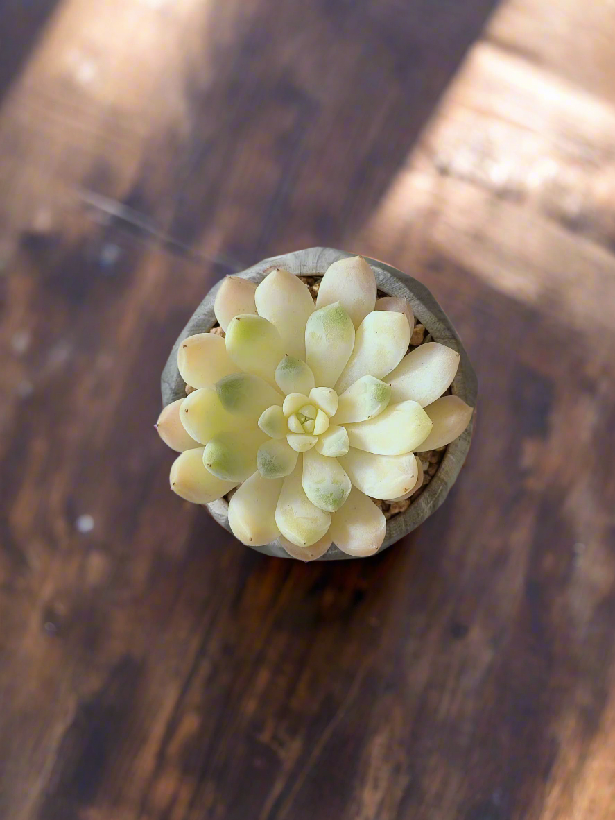 The Succulent Harmony Grey Pot adding tranquility with Echeveria Elegans.